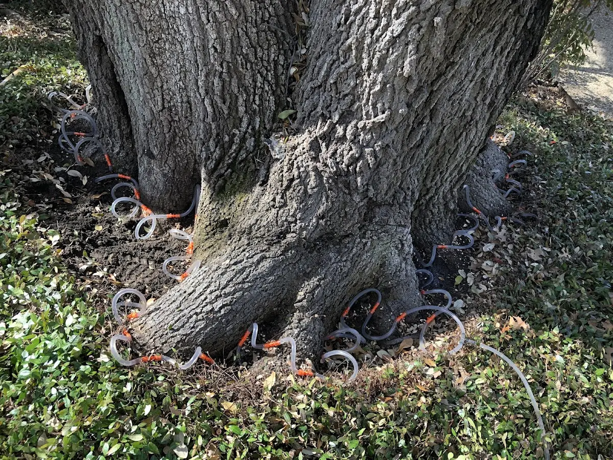 Detailed Tree Cabling and Bracing job site in Hazleton