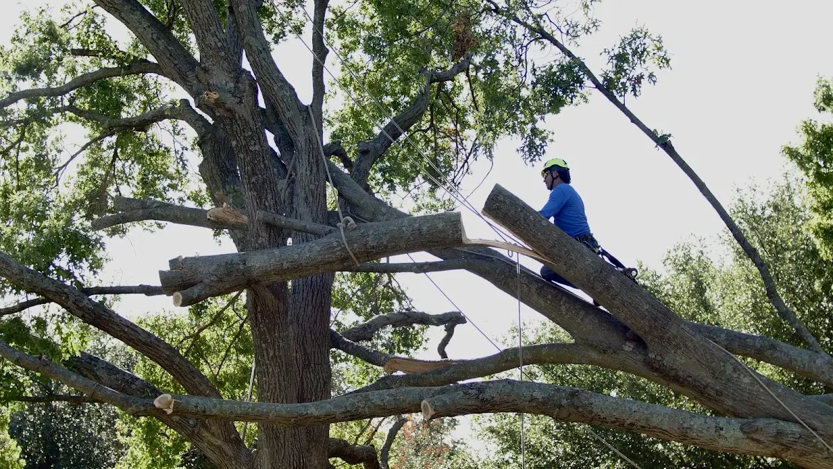Professional Crown Thinning performed by certified arborists in Hazleton
