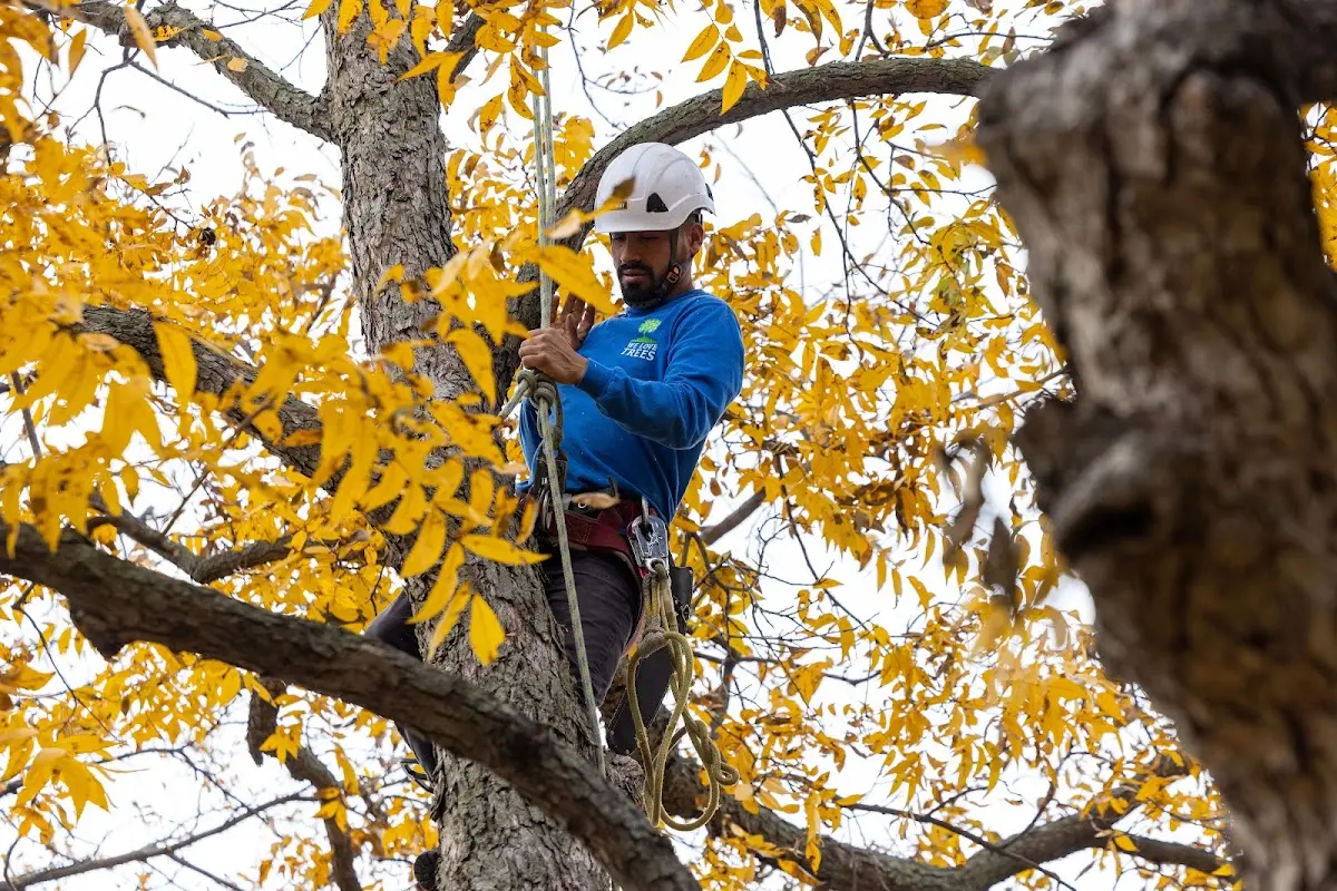Skilled Tree Trimming crew working in Hazleton